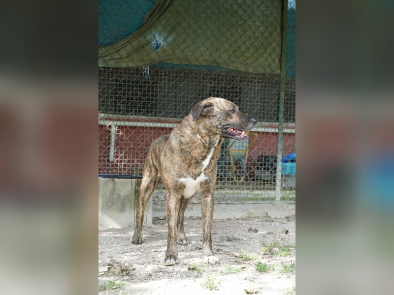 Ludwig - Nur Mädchen erlaubt