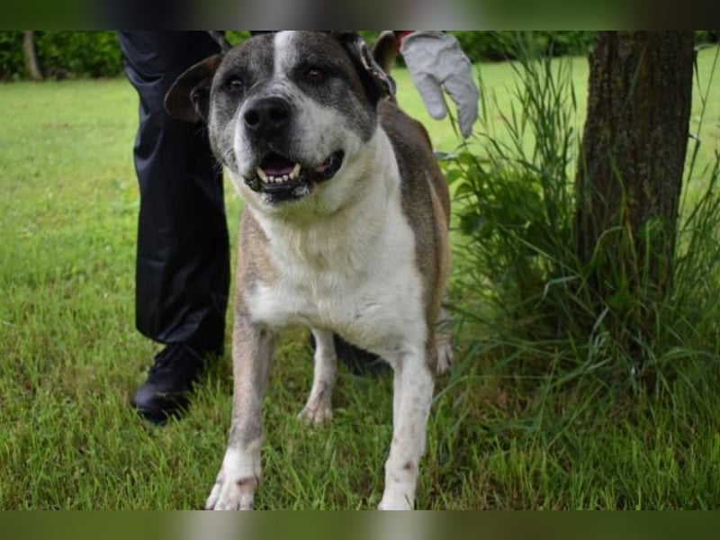 Chucky - Großer Hund sucht großes Herz