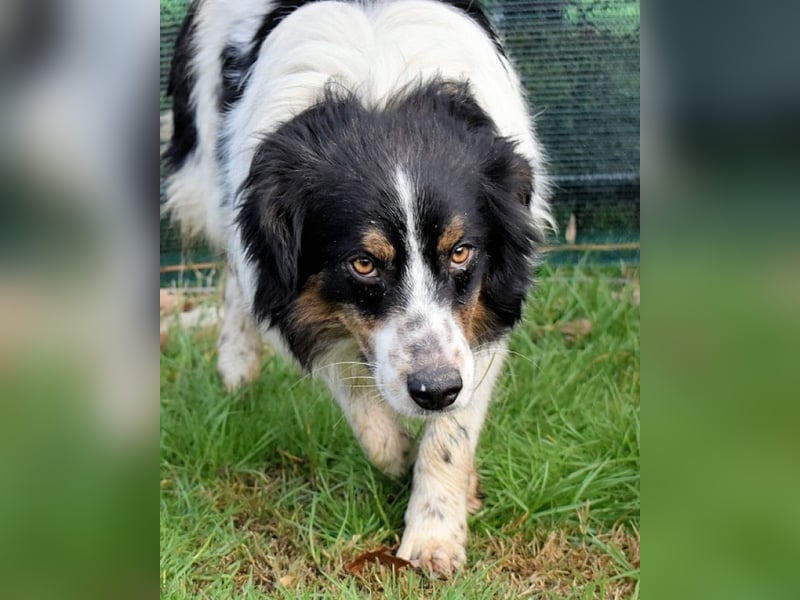 Collin - Wer Vertrauen hat, erlebt jeden Tag Wunder