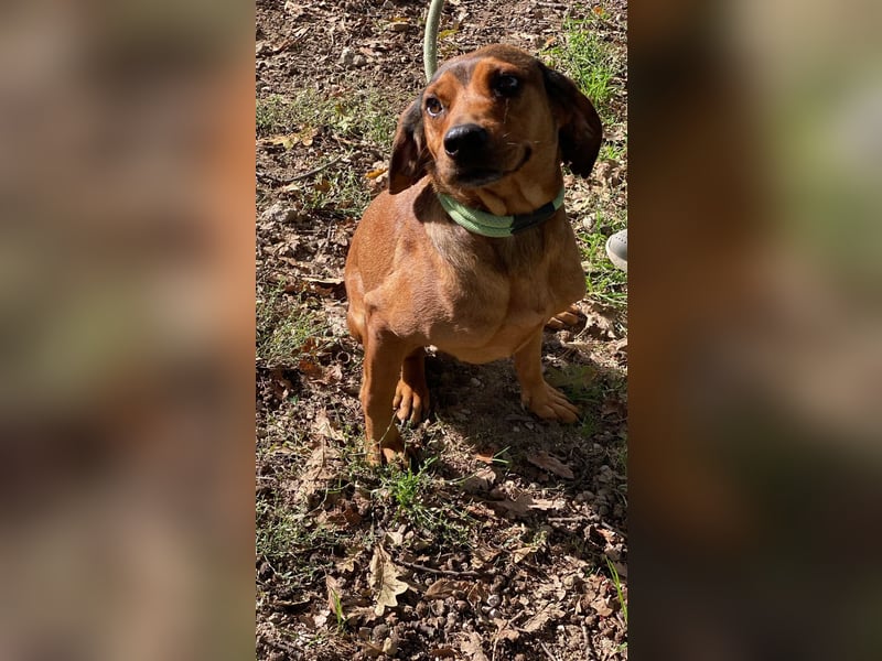 Yola - (Dringend Pflegestelle oder Zuhause gesucht) wie bei Hänsel und Gretel - nur schlimmer