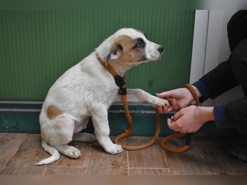 Elenio - SOS - Dringend neue Pflegestelle oder ein Zuhause gesucht - Ein leuchtendes Fellknäuel