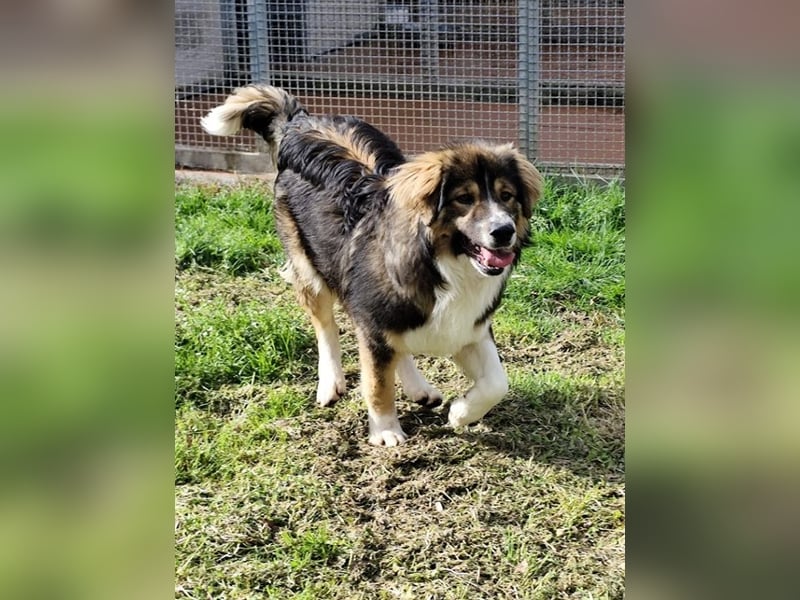 Leo - Leo, Du Löwe, schüttle Deine Mähne!