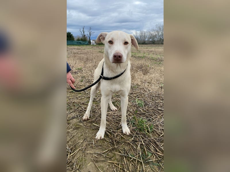 Titanio - er findet seinen Weg