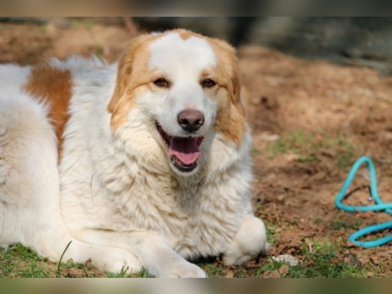 Tish - mit dem wunderschönen Kuschelfell