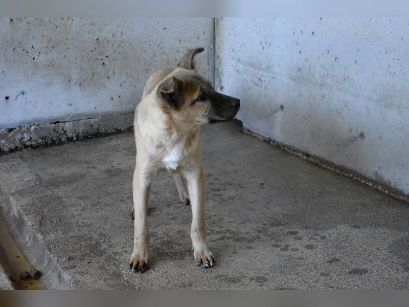 Quarven - Kleiner Hundejunge, was nun?