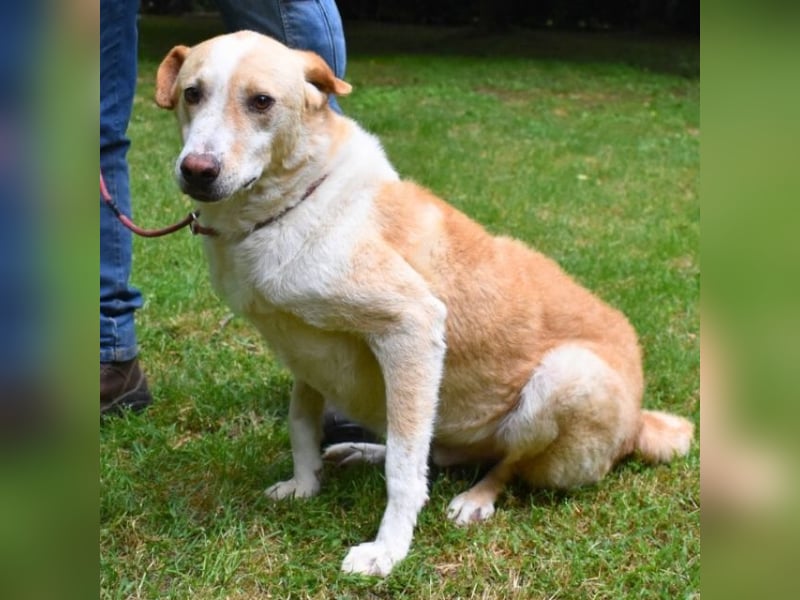 Saphir - träumt von einem Zuhause...