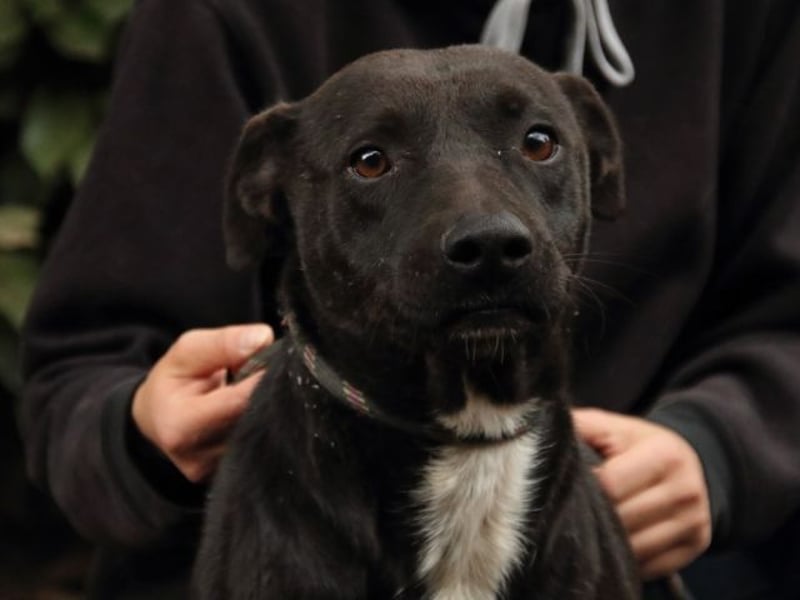 Rhino - Wenn man nicht auffällt, geht man unter