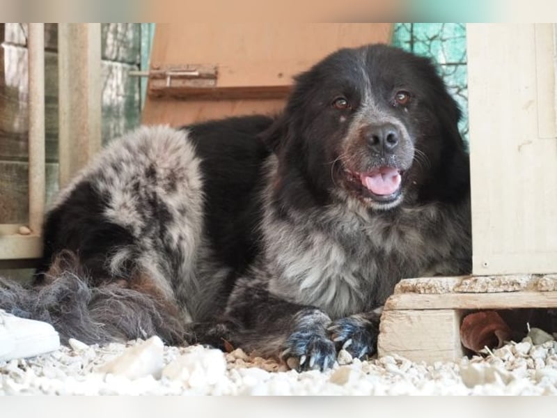 Olivia - Schüchterne Schönheit sucht neue Hunde-Menschen-Familie