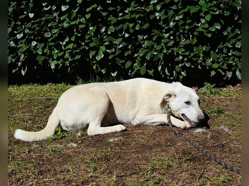 Scrubby - Ein riesiges Missverständnis!
