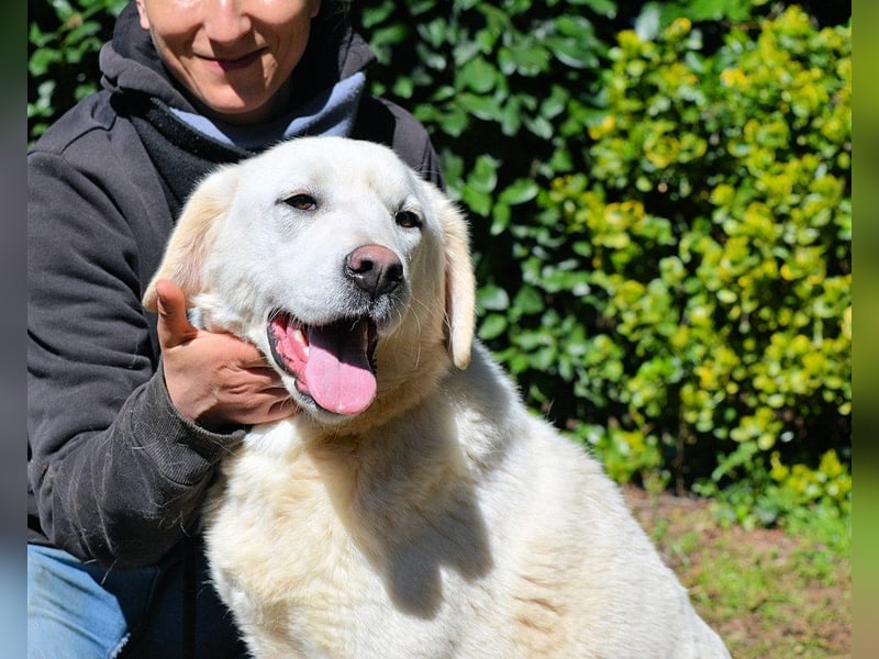 Shipley - Ein riesiges Missverständnis!
