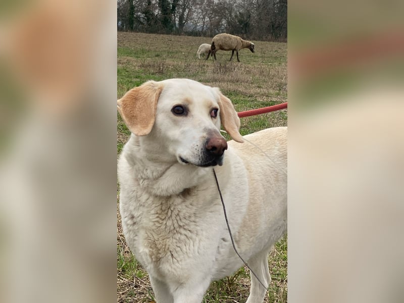 Patty - Vorsichtig auf den Pfoten, groß im Herzen