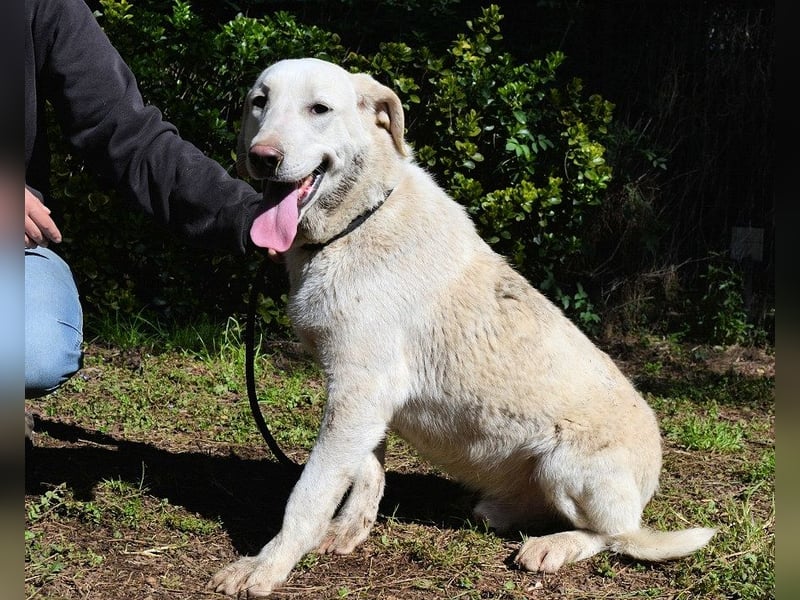 Shaydon - Ein riesiges Missverständnis!