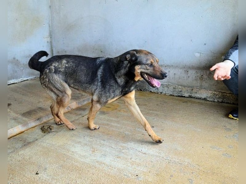 Alvis - Zurückgelassen mit nichts als Hoffnung