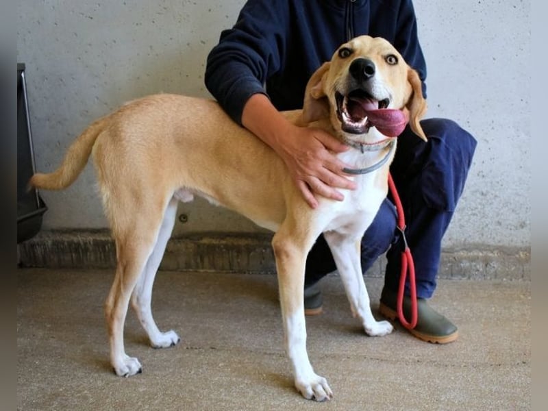 Wiper - Menschisch A1 - Wiper sucht Lehrer