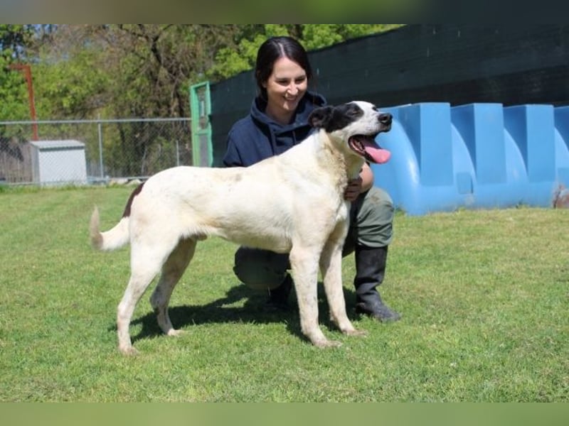 Florentino - Der hübscheste aller Batmans