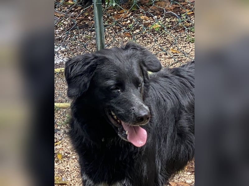 Ibiza - (Dringend Zuhause oder Pflegestelle gesucht) möchte auch ein Fleißkärtchen...