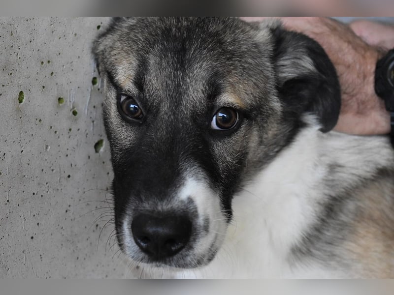 Quorivah - Kleines Hundemädchen, was nun?