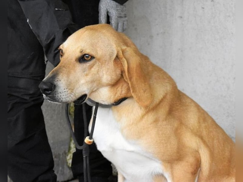 Wiper - Möchte die Welt im Sturm erobern