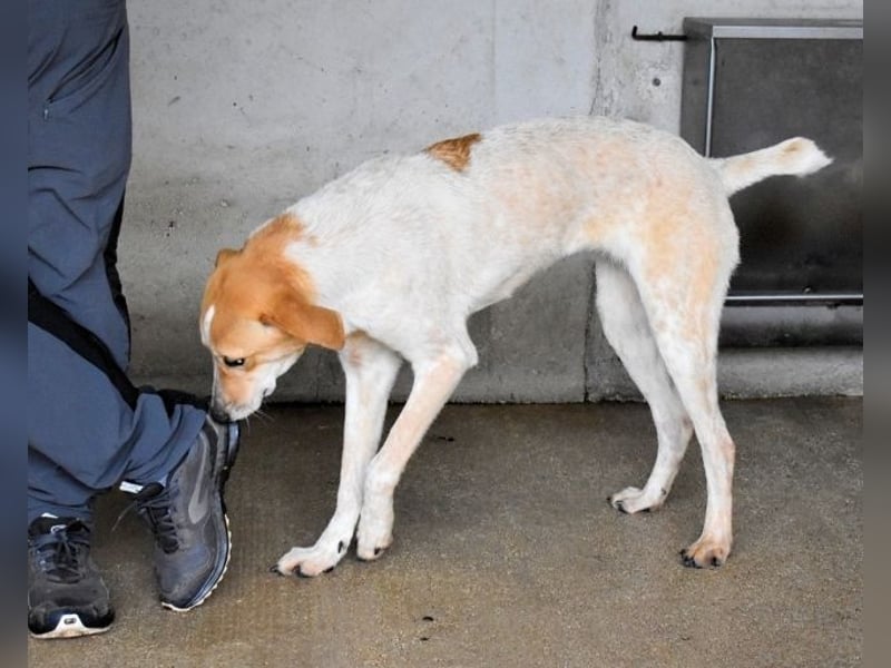 Molletta - Junghündin sucht Anschluss mit Streicheleinheiten