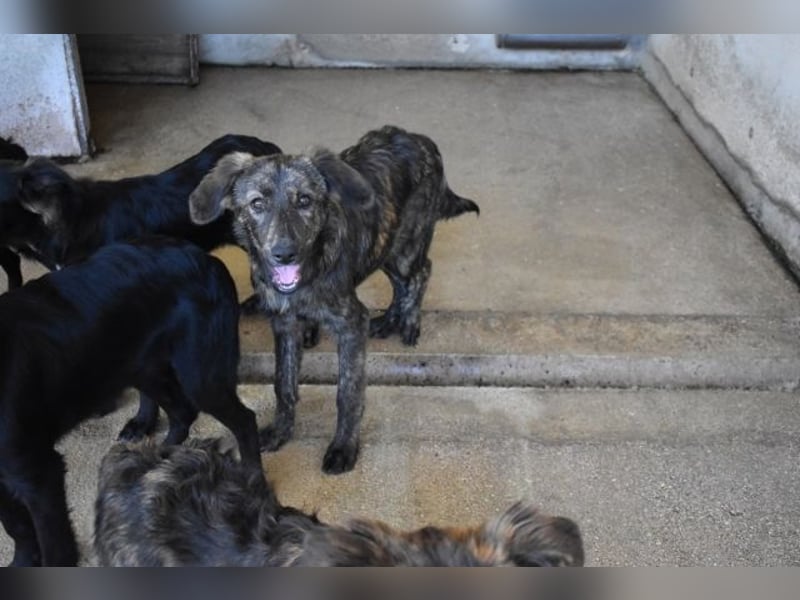 Nivara - Das Märchen von den fünf Schwestern