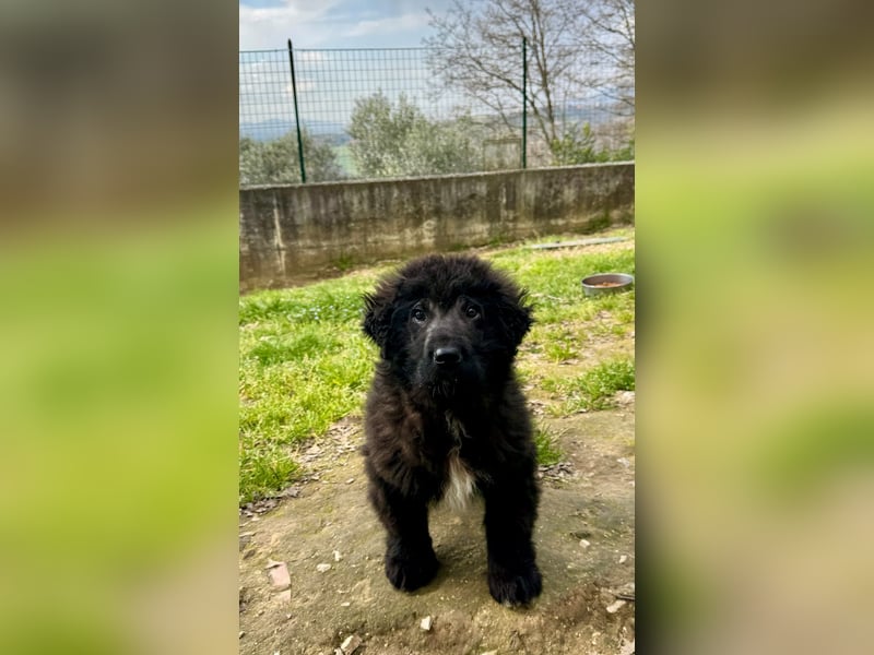 Thor - bereit für sein ganz persönliches Donnerwetter an Liebe