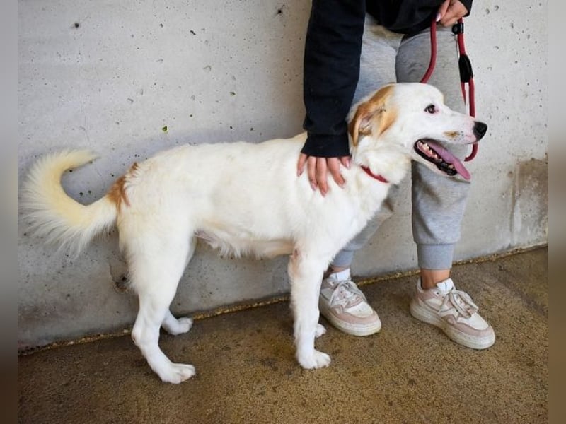 Virgilyo - Wo kommst du her, wo gehst du hin?