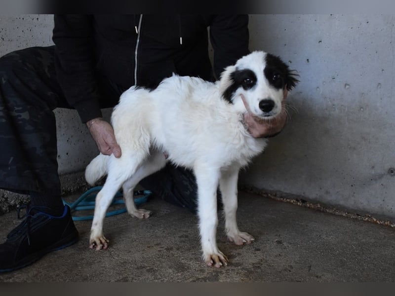 Jovian - Gute Laune hat einen Namen: Jovian