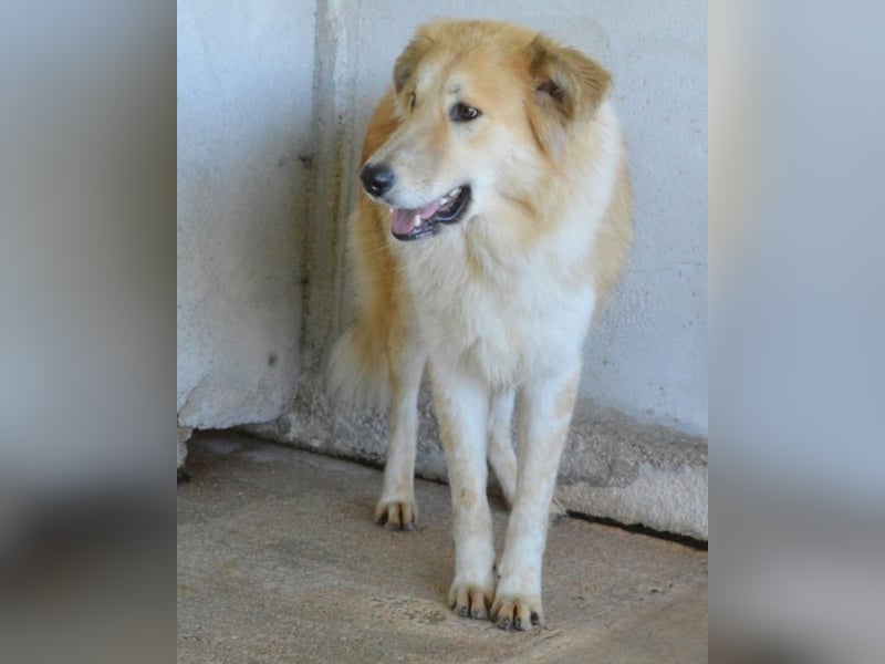 Lauritz - sucht seinen Platz im Leben