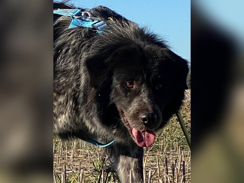 Olivia - Schüchterne Schönheit sucht neue Hunde-Menschen-Familie