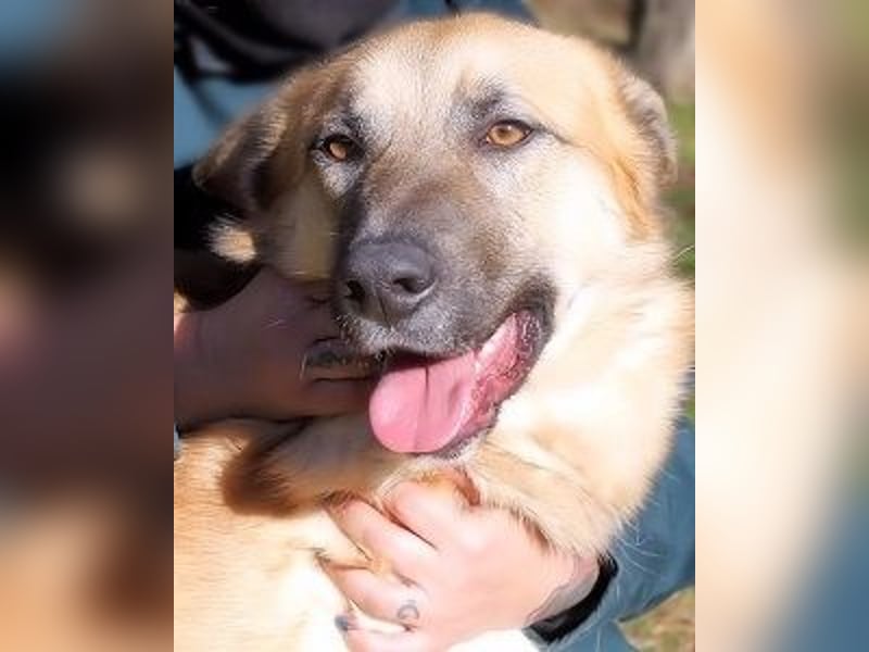 Oddy - Der "Seltsame" mit den Bernsteinaugen