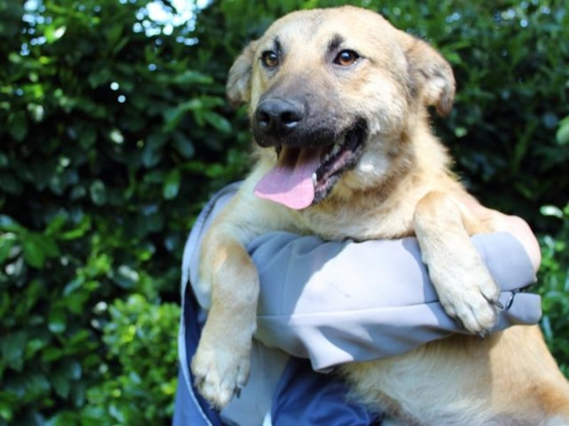 Zeebo - Z wie Zuckersüß und Zauberhaft