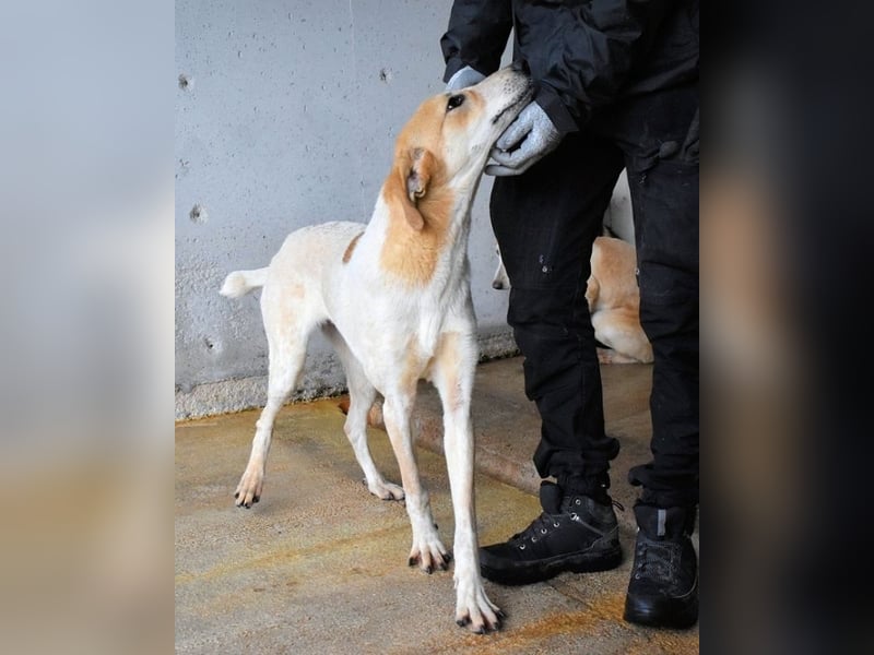 Molletta - Junghündin sucht Anschluss mit Streicheleinheiten