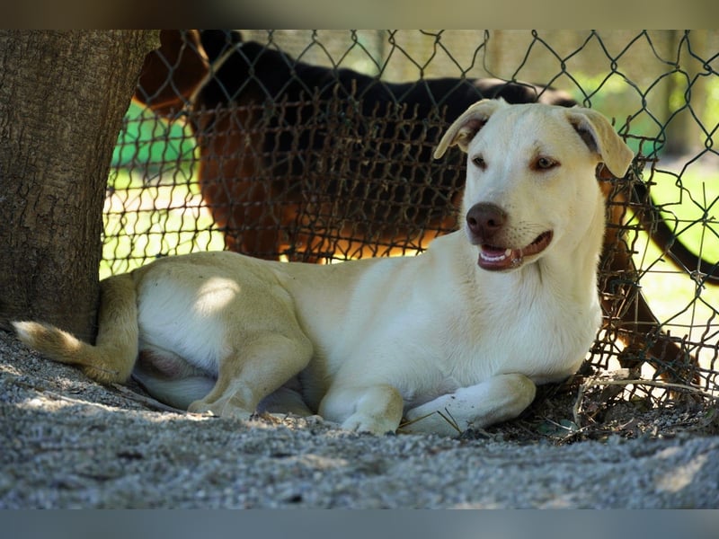 Titanio - er findet seinen Weg