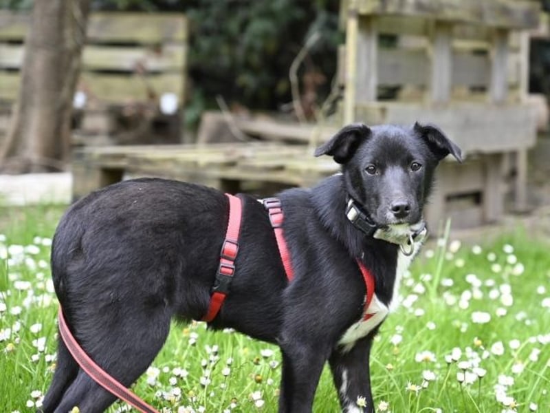 Flaviano - Wenn Du mich holst, bleib ich bei Dir