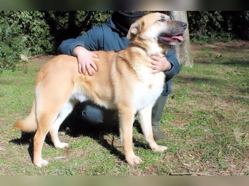 Oddy - Der "Seltsame" mit den Bernsteinaugen