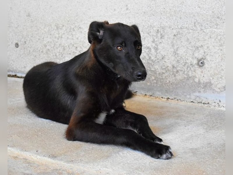 Ouzo - "Und wenn sie nicht weg sind......