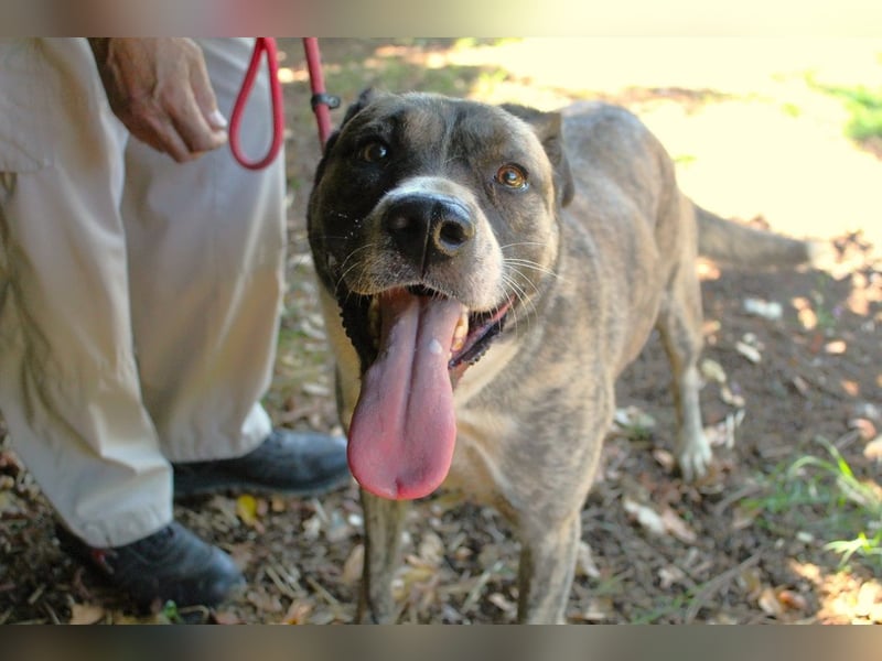 Fionella - Tigerchen sucht Familie