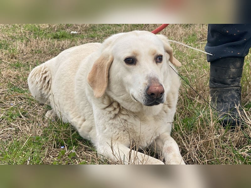 Patty - Vorsichtig auf den Pfoten, groß im Herzen