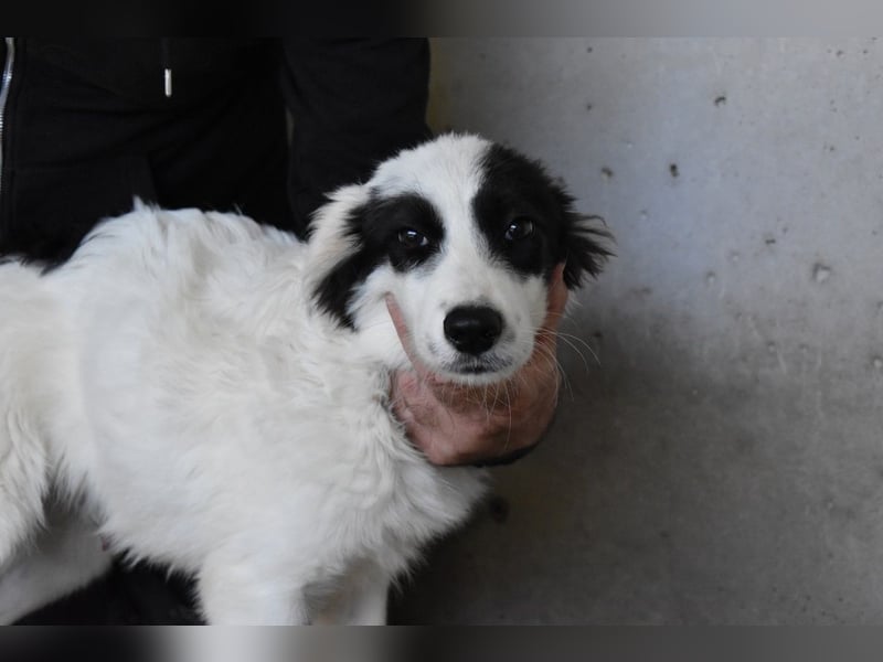 Jovian - Gute Laune hat einen Namen: Jovian