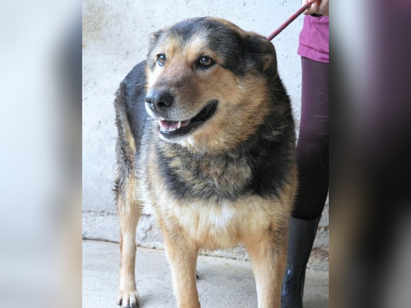 Annalise - Eine liebevolle Gefährtin sucht ihren Menschen Annalise - Eine liebevolle Gefährtin sucht ihren Menschen