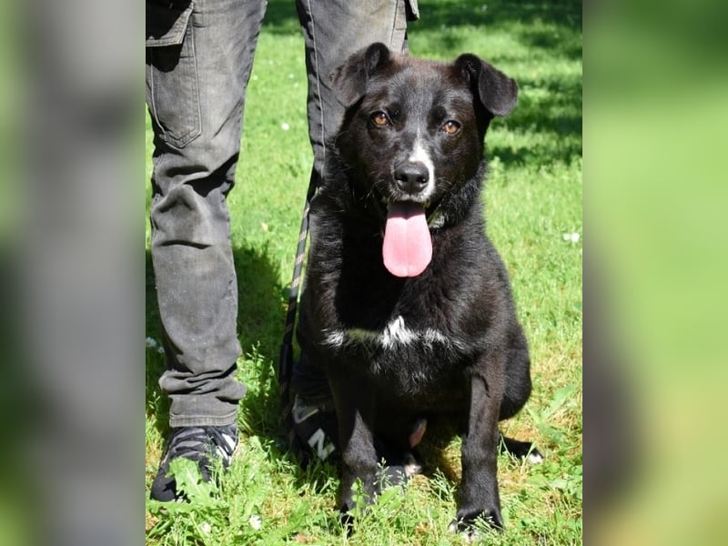 Mansour - einer unter 700 im Hundelageralltag