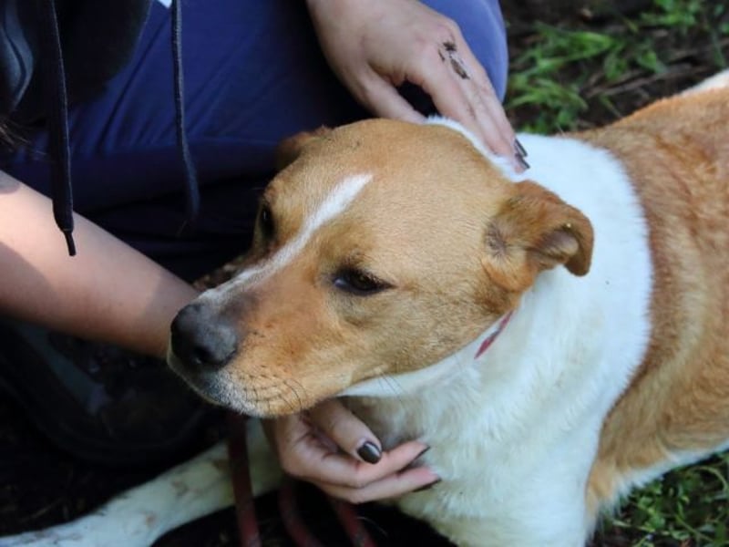 Zela - Z wie Zuckersüß und Zauberhaft