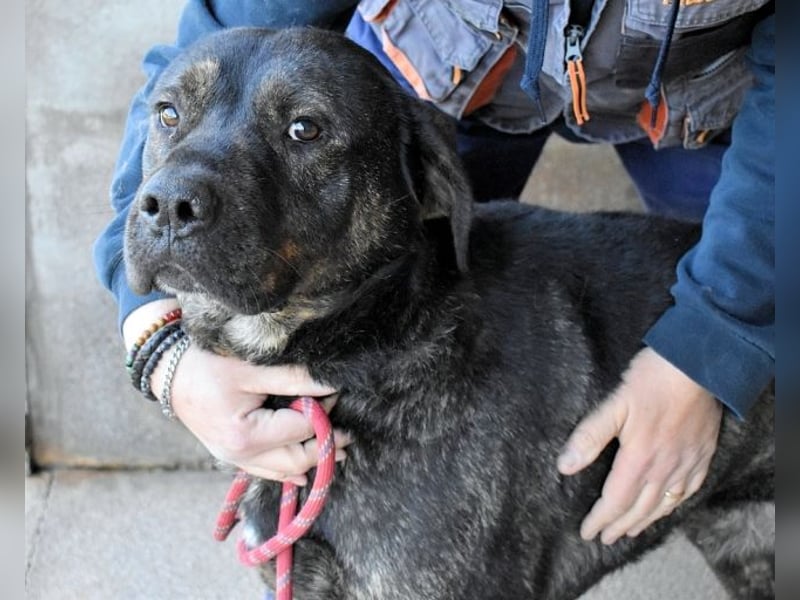 Rochus - Gestromte Liebe zu vergeben