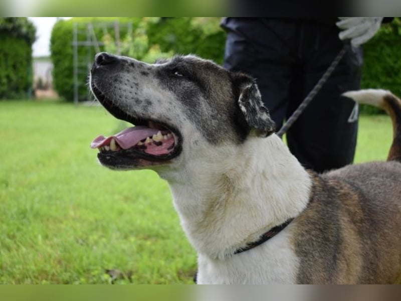 Chucky - Großer Hund sucht großes Herz