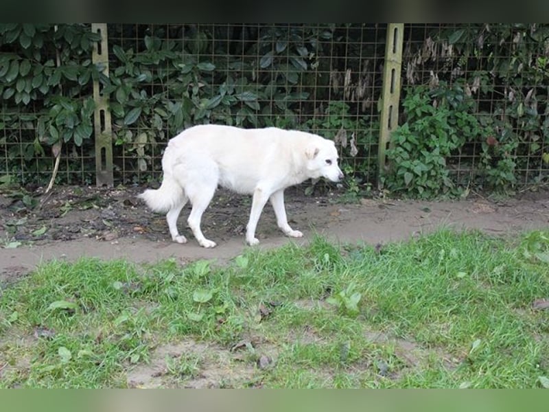Gea - eine zarte Seele auf der Suche nach ihren Menschen