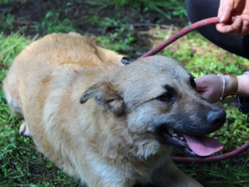 Zeebo - Z wie Zuckersüß und Zauberhaft