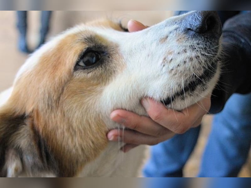 Elpidius - Ein Ziel ohne Plan bleibt nur ein Wunsch