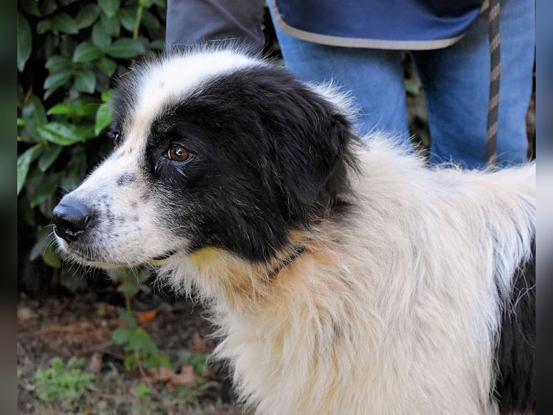 Puccie - unser liebes Mädchen...