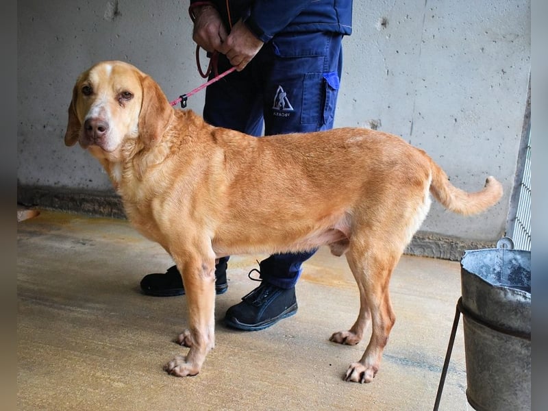 Dioneo - NOTFALL - Zeit heilt hier nichts