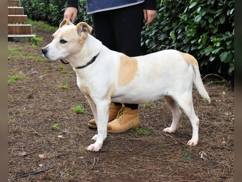 Ivetta - Hat ihr Herz zu verschenken